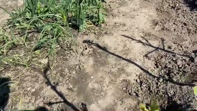 03.05.23. Продолжаем обработку деревьев. смотреть онлайн