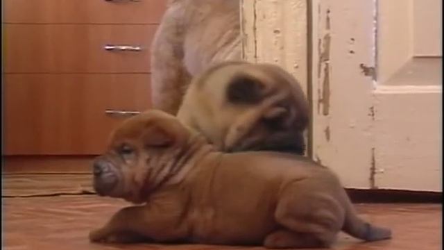 Щенок-карлик смотреть онлайн