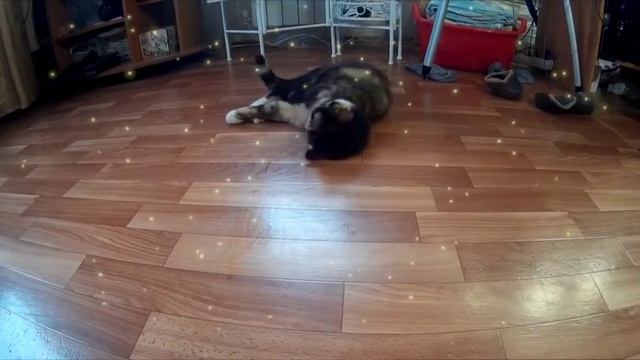 Кошка реакция на доместос! смотреть онлайн