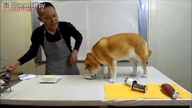 Самая умная собака прикол