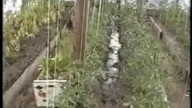 Полив помидоров смотреть онлайн