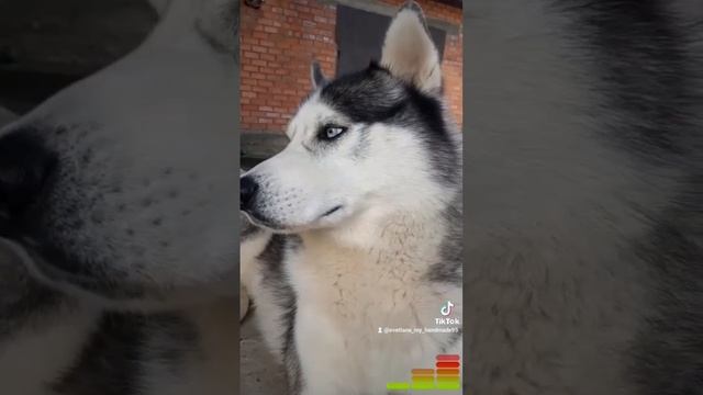 Хаски МЭЛС рассуждает!"Сам себя не похвалишь,никто не похвалит!" смотреть онлайн