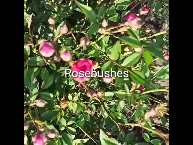 Бэби Кримсон @rose_bushes161 смотреть онлайн