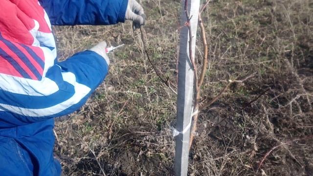 Обрезка 3х летних саженцев яблонь смотреть онлайн