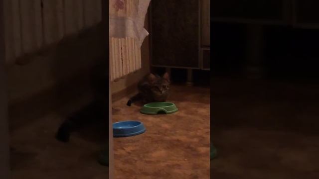 Кот разговаривает с хозяином !!! смотреть онлайн