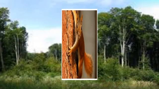 Из жизни белок . Красивая музыка. смотреть онлайн