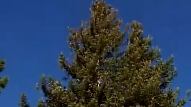 Жизнь по принципам Аюрведы