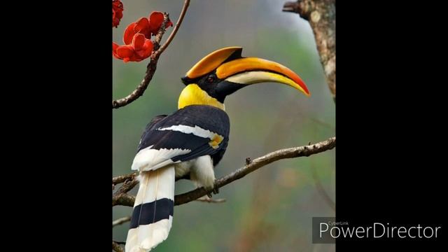 САМЫЕ НЕОБЫЧНЫЕ И КРАСИВЫЕ ПТИЦЫ ВО ВСЁМ МИРЕ. САМЫЕ НЕОБЫЧНЫЕ ПТИЦЫ ПЛАНЕТЫ. ПОДБОРКА ФОТОГРАФИЙ. смотреть онлайн