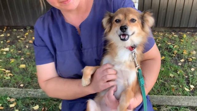 Венеция - маленькое счастье в добрые руки (пристроена!) смотреть онлайн