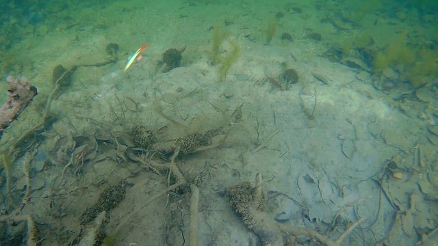 Крапаль (Krapal) : New 6cm - Underwater (Lure Action) смотреть онлайн
