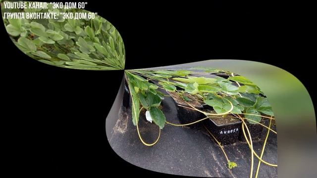 Выращивание КЛУБНИКИ в Пскове. Самая ЛУЧШАЯ рассада в стаканчиках - Отправляем Почтой по России. смотреть онлайн