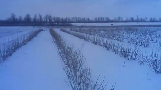 Выращивание смородины смотреть онлайн