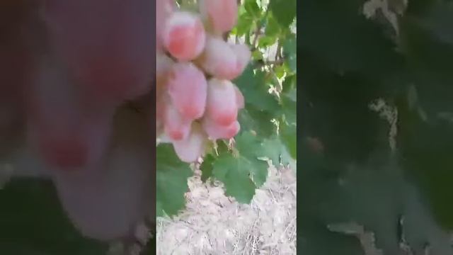 виноград Елена Виктория смотреть онлайн