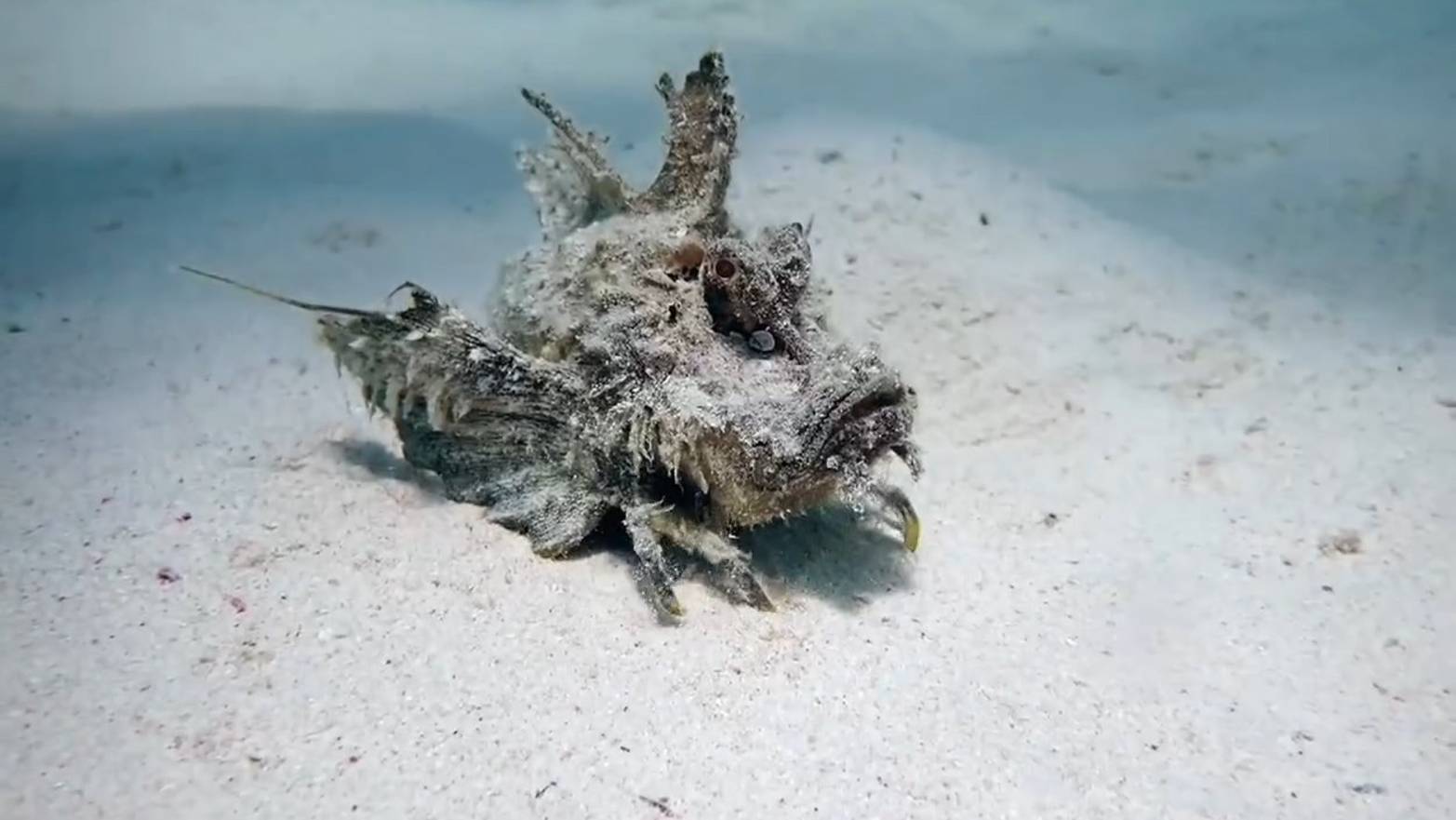 Любимая рыбка Красного моря - Red Sea Walkman
Ⓒ Fawzi Shahen смотреть онлайн