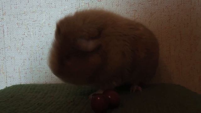 Своенравная морская свинка ест черешню неправильно и умывается смотреть онлайн