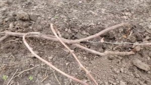 Достали чубуки винограда из подвала. Хранение чубуков винограда в подвале.