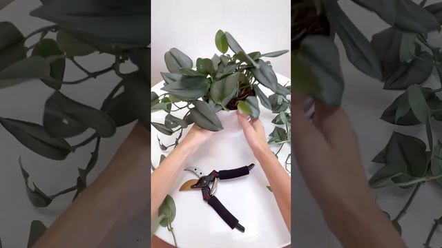 Chopping and Propagating Scindapsus Treubii Moonlight смотреть онлайн