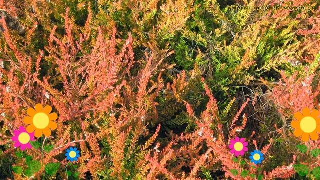 Вереск обыкновенный Роберт Чапман. Краткий обзор, описание calluna vulgaris Robert Chapman смотреть онлайн