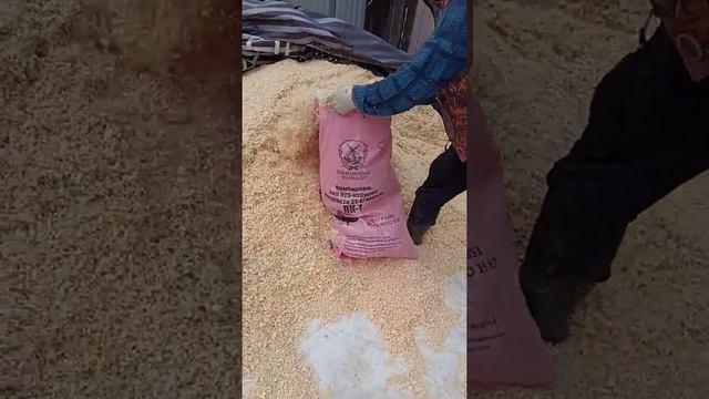 Как быстро насыпать опилки в мешок. смотреть онлайн