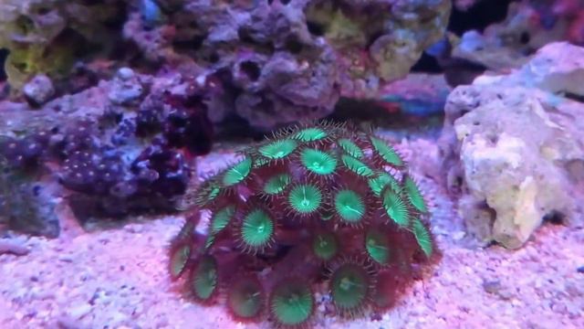 green palythoa / polip kancing смотреть онлайн