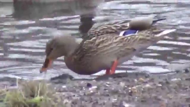 Anatidaephobia Is Real смотреть онлайн