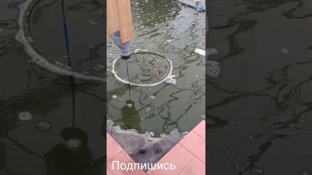 Кормление карпа кои и других рыбок, как очистить воду в пруду в теплице, разведение карпов кои, ЭКО смотреть онлайн