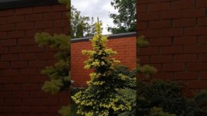 Ель колючая Мaйголд Picea pungens Maigold "Золото Мая"