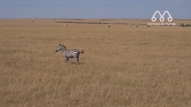 ZEBRA MATANDO LEÃO COM COICE? смотреть онлайн