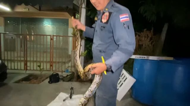 Cat Spots Python in Home! смотреть онлайн