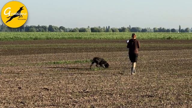 Italian corso dog Cerberus Doctor's Mistery - IGP1 tracking 93 points (without the last article) смотреть онлайн