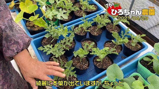 育苗の注意点【育苗】【育て方】【栽培】 смотреть онлайн