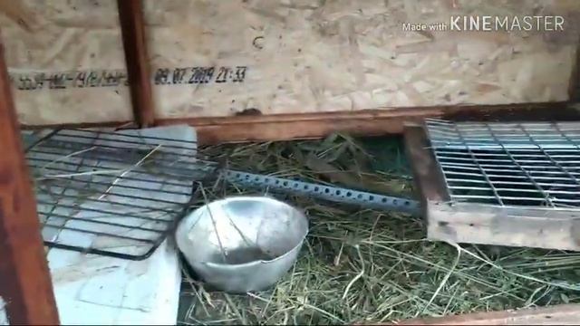 Крольчиха РОДИЛА .Первый Окрол!!!! смотреть онлайн