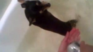 карликовый пинчер моется в ванне)))