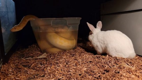 Buttercup The Burmese Python Live Feeding! Eats Jumbo Rabbit! Educational Documentary