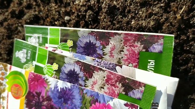 Василёк мой любимый цветок. Посадка смотреть онлайн