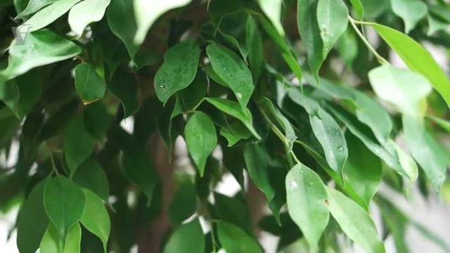 ARTPLANTS - Фикус экзотика двойная спираль смотреть онлайн