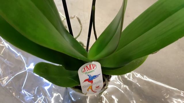 Как правильно выбрать орхидею для Риты?)))) Любовь к орхидеям не знает границ)))) смотреть онлайн