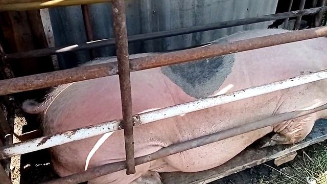 Как покастрировать взрослого хряка без усилий. смотреть онлайн