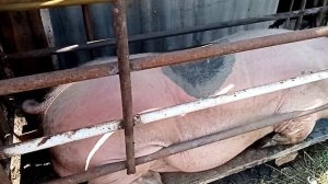 Как покастрировать взрослого хряка без усилий.