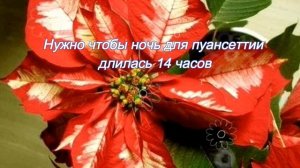 Как заставить цвести ПУАНСЕТТИЮ -  "рождественскую звезду"