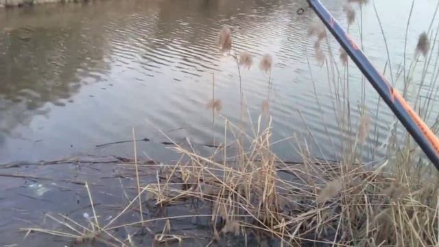 БОКОВОЙ КИВОК/КАРАСИ В КАМЫШЕ НА ЛЕТНЮЮ МОРМЫШКУ смотреть онлайн