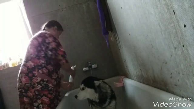 Моем хаски))) смотреть онлайн
