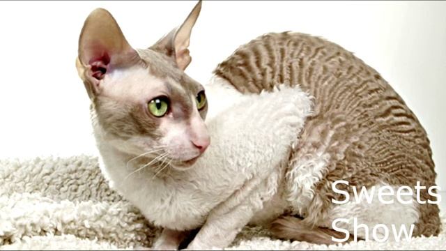 5 САМЫХ УМНЫХ ПОРОД КОШЕК![SweetsShow] смотреть онлайн