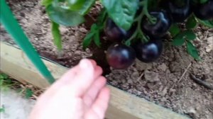 #томаты_итальянцы Пьенолло Дель Везувио, гномы и карликовые сорта/3 июля 2023 г