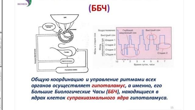 Интегральная медицина. Энергетический гомеостат смотреть онлайн
