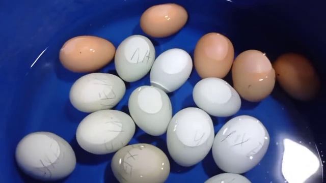 ? Инкубация яиц ухейилюй, лакендази, чёрной брамы. Закладка яиц в самодельный инкубатор смотреть онлайн