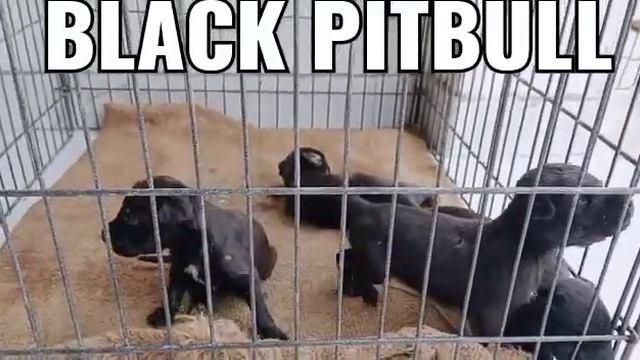 Pitbull puppy by pets zoo।। 9050207005 смотреть онлайн