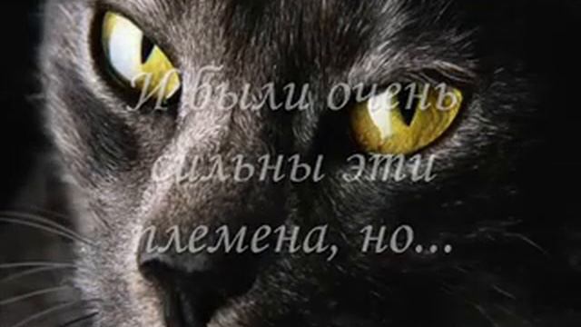 video.yandex.ru.Легенда котов -воителей — Яндекс.Видео смотреть онлайн
