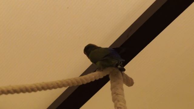 Хрюша ломится в потолок смотреть онлайн