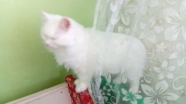 Турецкая Ангора...   Моя красавица и любимица Аиша...